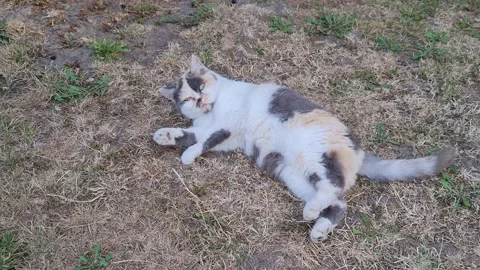 High Angle Aerial view of British Town Luton England Stock-Footage 221194504