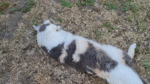 High Angle Aerial view of British Town Luton England Video stock 221195763