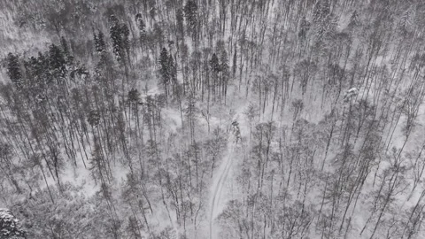 High angle aerial view of a dense winter forest blanketed in fresh snow. Snow Vidéo 331056318