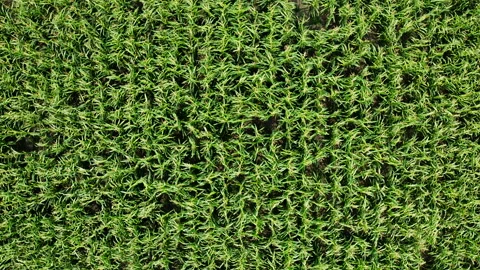 High angle aerial view of field with maize. Stock Footage 161082034
