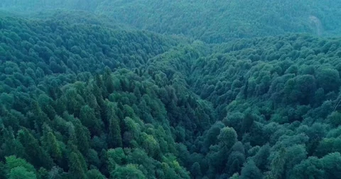 High angle aerial view of green boreal forest aka taiga forest. Green tall trees Stock Footage 209127193