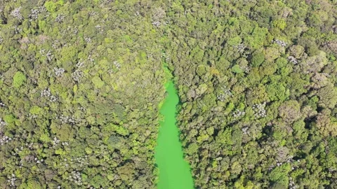 High-Angle Aerial View of Green River Winding Through Dense Rainforest Stock Footage 346790072