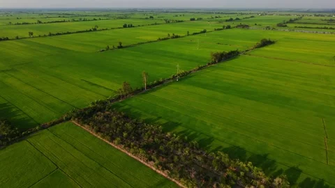 High angle aerial view of high voltage power lines crossing green rice fields Stock-Footage 342926768