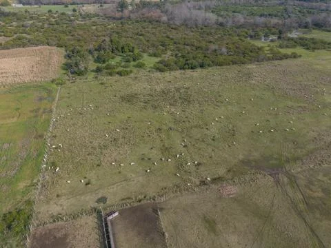 High-Angle Aerial View of Large Flock of Sheep Grazing Stock Photos