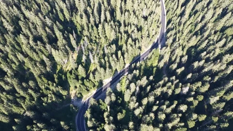 High Angle Aerial View of Mountain Pass Road Winding Through Endless Pine Forest 库存影片 343125468