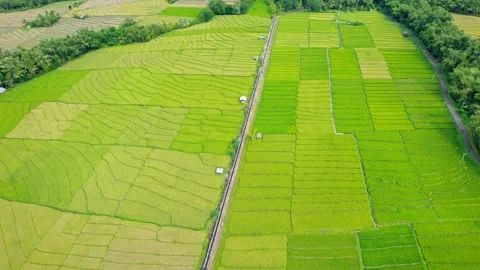 High angle aerial view of patchwork green rice fields and rural countryside road 스톡 동영상 335012402