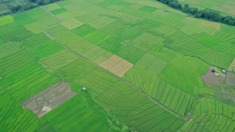 High Angle Aerial View of Patchwork Green Rice Fields 스톡 동영상 335078390
