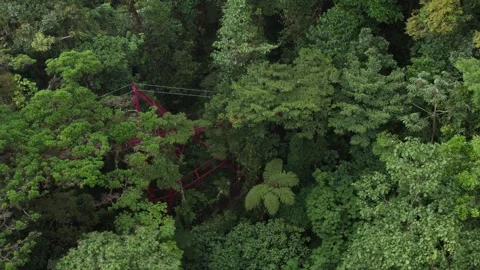 High angle aerial view of a red bridge hidden under forest canopy, Monteverde Stock Footage 339879485