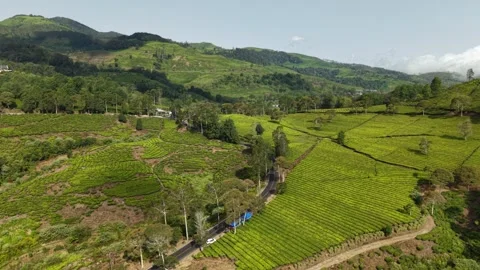 High Angle Aerial View Road Tea Plantation Blue Truck Rancabali Stockbeeldmateriaal 345263014