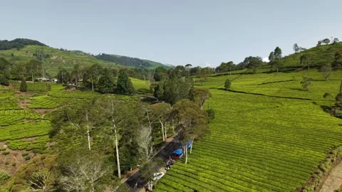 High Angle Aerial View Road Tea Plantation Street Vendors Rancabali Stockbeeldmateriaal 345263317