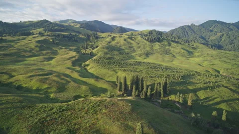 High-Angle Aerial View of Tangbula Gallery forest in Nilka, Xinjiang at Sunrise Stock Footage 345488266