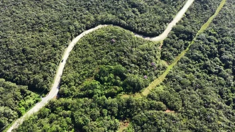 High-Angle Aerial View of Winding Dirt Road Cutting Through Atlantic Forest Видео 344586638