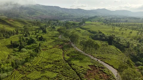 High Angle Aerial View Winding Road Tea Plantation Rancabali Stockbeeldmateriaal 345262579