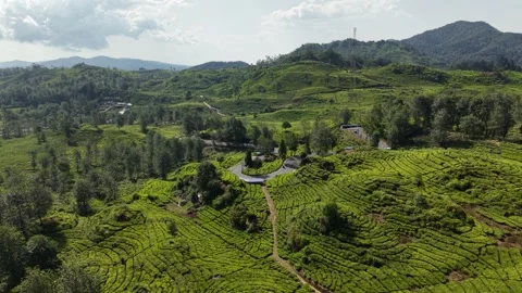 High Angle Aerial View Winding Road Tea Plantation Hills Rancabali Stockbeeldmateriaal 345263662