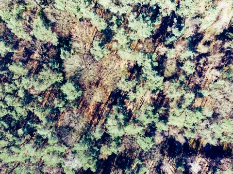 High angle and drone point, shot straight down, of view of a forest primarily Stock Photos