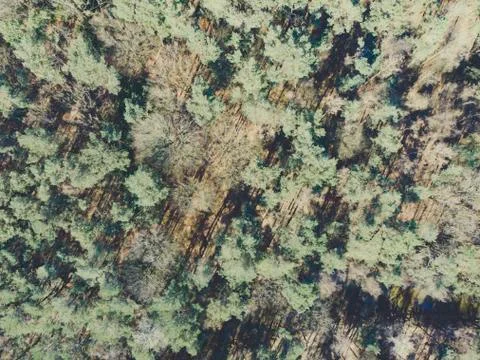 High angle and drone point, shot straight down, of view of a forest primarily Stock Photos