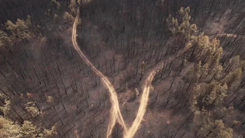High angle of area turned itno ash by fire disaster. Stock Footage 159601533