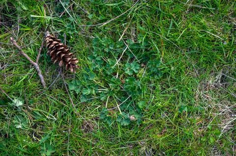 High angle background green grass forest floor with pine cone Stock Photos