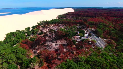 High angle backward tracking of red and green trees with dune left, France Stock Footage 332065670