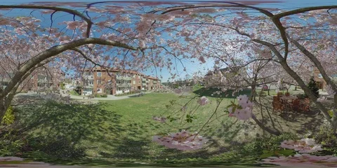 High Angle Of Beautiful Pink Cherry Blossom Tree In Residential Area - 360 VR Vidéo 108048389