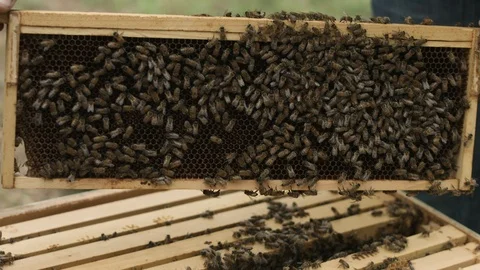 High Angle Bee Hive Stock Footage 91042349