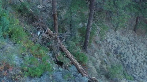 High Angle Black Bear Shot Stock Footage 146554083