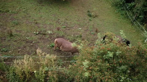 High Angle of a Brown Horse Grazing in a Paddock by a Holiday Farmhouse, Bavaria Stockbeeldmateriaal 345028037