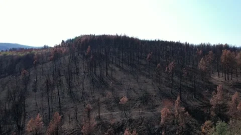 High angle of bunch of half-burnt trees. Stock Footage 164880577