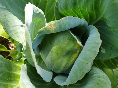 High angle of cabbage in field, hole in cabbage leaf which eaten by pests  Stock Photos