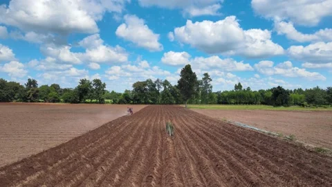 High angle at the cassava plantation. while the tractor was adjusting the soil. Stock Footage 221448181
