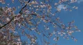 High angle Cherry Blossom and sky with clouds HD Footage