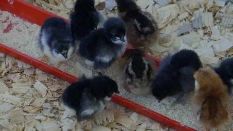 High angle of chicks Video stock 197849561