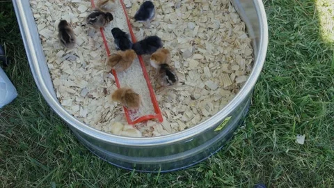 High angle chicks in tank Video stock 197849618