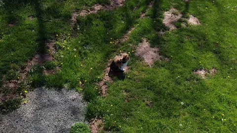 A High Angle Clip of a Calico Cat Stock-Footage 193799594