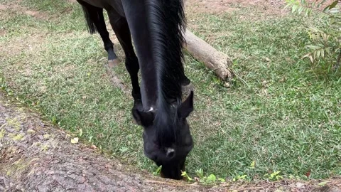 High Angle Close Up Black Horse Grazing Grass Stock Footage 342141738