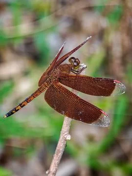 High Angle Close-Up of Brown Dragonfly Resting on Dry Branch 库存照片