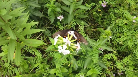 A High Angle Close Up of a Butterfly Stock Footage 158961691