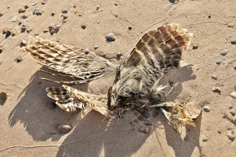 High Angle Close up of Dead Partially Decomposed or Eaten Seagull or Bird on the Stock Photos