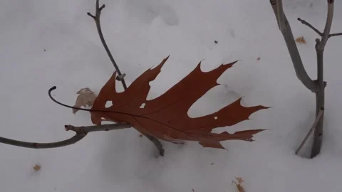 High angle close-up of a dry brown oak leaf resting on thin bare branches above Stock Footage 334330454