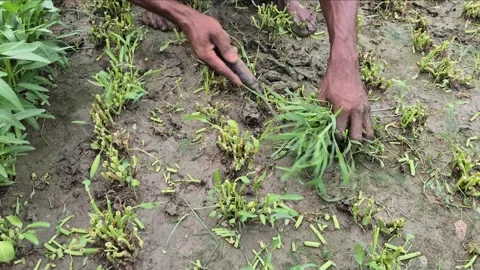 High Angle Close Up Of Farmer Cutting Weeds With Tool Bangladesh Stock Footage 338435406