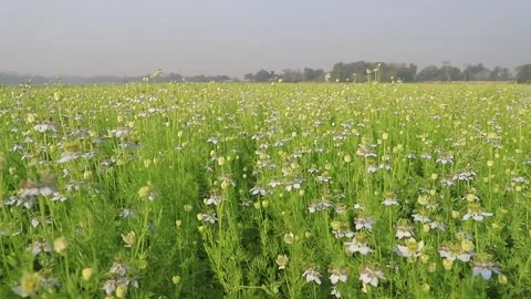 High Angle Close-up Focus Blooming White Nigella sativa flowers Stock Footage 171374818