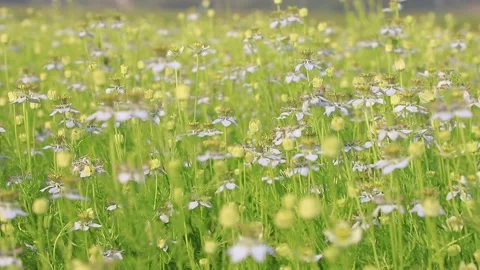 High Angle Close-up Focus Blooming White Nigella sativa flowers Stock Footage 171378589