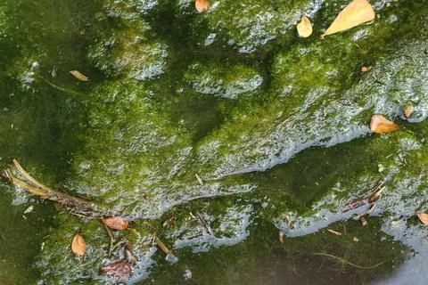 High angle close up of green algae bloom on dark stagnant water surface, env Stock Photos