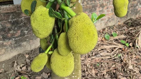 High Angle Close Up Of Heavy Jackfruit Cluster On Tree Trunk Bangladesh Stock Footage 339518044