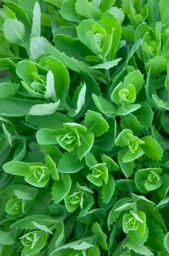 High angle close up of lush green sedum succulent plants growing in a sprin.. Stock Photos