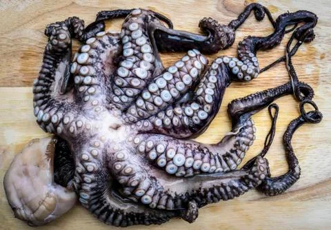 High angle close up of octopus. Stock Photos