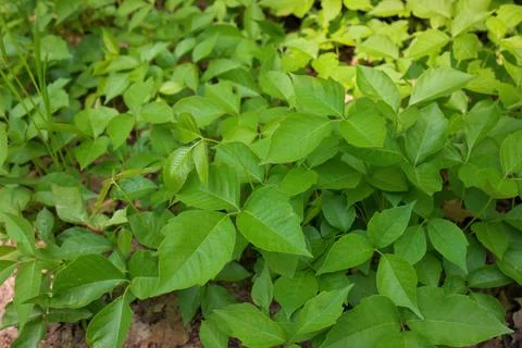 High Angle Close up of a Patch of Poison Ivy Plants on a Sunny Day Stock Photos