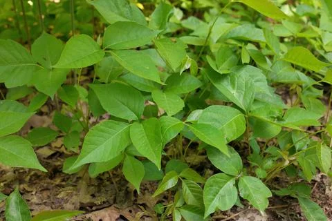 High Angle Close up of a Patch of Poison Ivy Plants on a Sunny Day Stock Photos