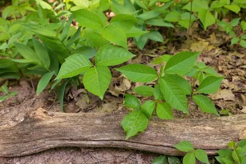 High Angle Close up of a Patch of Poison Ivy Plants on a Sunny Day Stock Photos