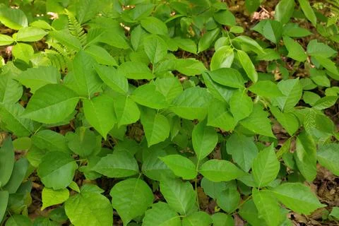 High Angle Close up of a Patch of Poison Ivy Plants on a Sunny Day Stock Photos